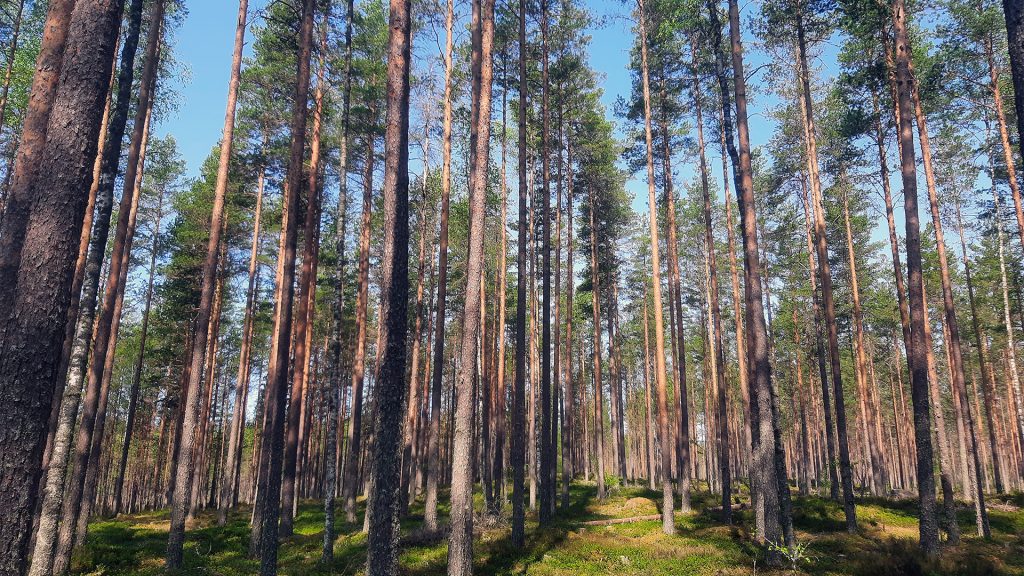 Myydään metsää Pirkanmaa Parkano Hautamäki