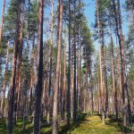 Myydään metsää Pirkanmaa Parkano Hautamäki