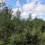 Myydään metsätila Satakunta Pomarkku Piittala