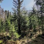 Metsätilat sijaitsevat Hämeenkyrön Kuustenlatvassa
