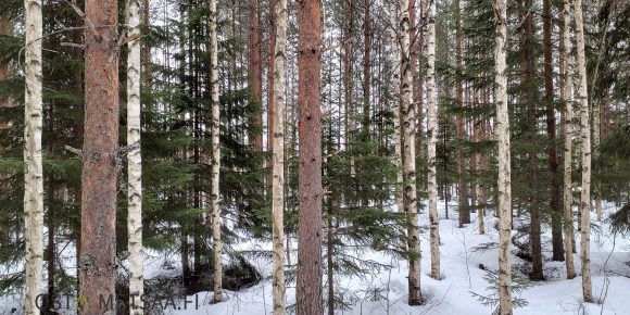 Myydään metsää Etelä-Pohjanmaa Ilmajoki Nopankorpi ja Vitiäiskorpi