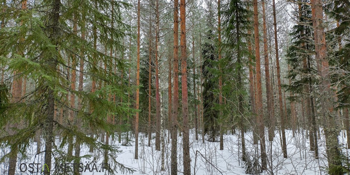 Myydään metsää Etelä-Pohjanmaa Ilmajoki Sarkaperä