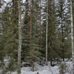Myydään metsää Etelä-Pohjanmaa Ilmajoki Terva-Pietilä
