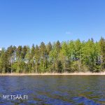 myydään rantatontti Etelä-Karjala – näkymä vesistöltä kohti metsäistä rantaviivaa Kyhyränsaaressa, Ruokolahdella