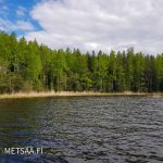 rauhallinen rantaviiva ja vihreä lehtipuuvaltainen metsä Saimaan rannalla
