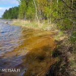 luonnontilainen ranta, kirkas vesi ja rantakoivikot Saimaan saaritontilla