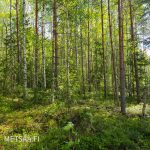 valoisaa mäntyä ja koivua, rakennuspaikka luonnonkauniissa saaressa