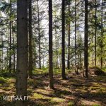 järeää sekametsää ja varjoisaa aluskasvillisuutta rantaan viettävässä maastossa