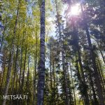 myydään rantatontti Etelä-Karjala – kesäinen sekametsä, koivut ja kuuset auringonvalossa Kyhyränsaaressa