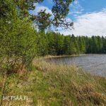 luonnonmukainen ranta ja rehevää rantakasvillisuutta Saimaan rannalla