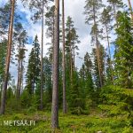 Mäntyvaltaista uudistuskypsää metsää Jäpinmetsässä, erinomainen puuston arvokasvuvaihe.