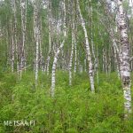 Tasarakenteinen kloonivisikko Vesannon tilalla