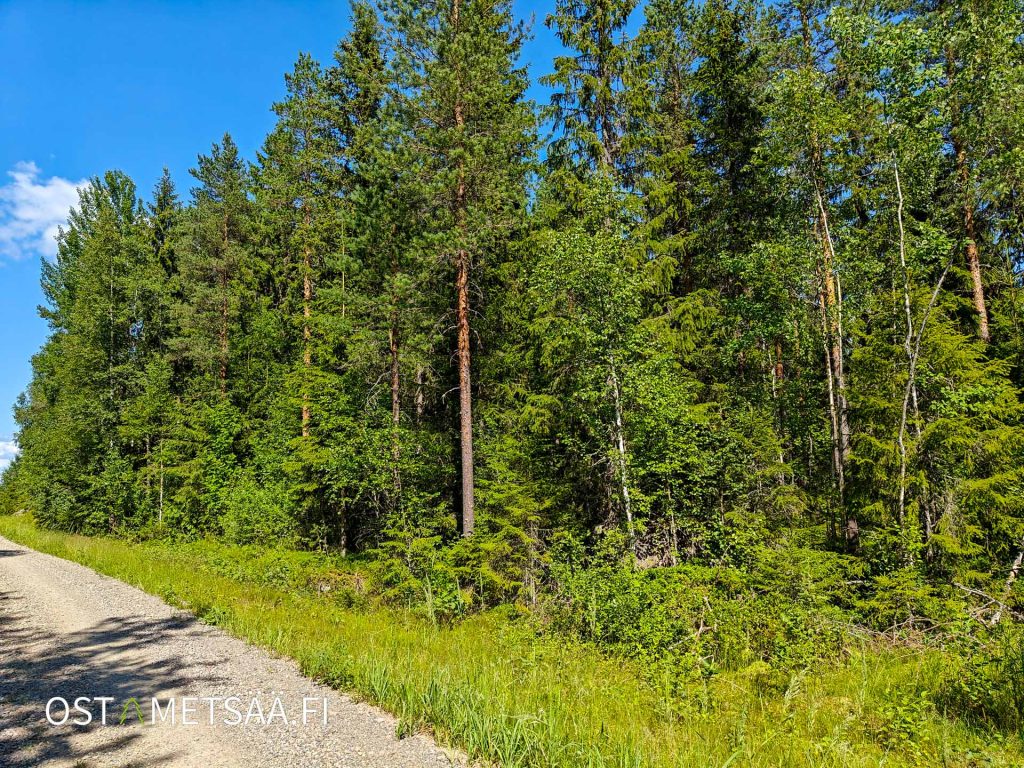 Myydään metsää Pirkanmaa Parkano – tienvarsimetsää määräalalla Heinilammentien läheisyydessä.