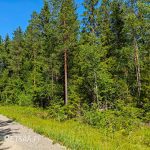 Myydään metsää Pirkanmaa Parkano – tienvarsimetsää määräalalla Heinilammentien läheisyydessä.