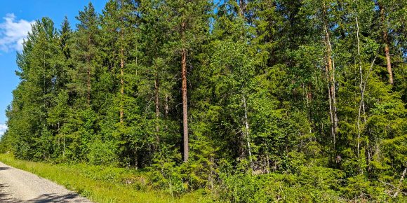 Myydään metsää Pirkanmaa Parkano – tienvarsimetsää määräalalla Heinilammentien läheisyydessä.
