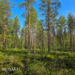 tasaisesti kasvanutta varttunutta männikköä ja koivikkoa kuivahkolla kankaalla