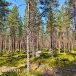 Mäntymetsää kuivahkolla kankaalla metsätila Urholla, Parkano Pirkanmaa.