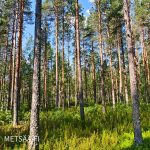 Järeähköä männikköä metsätila Urholla Parkanossa.