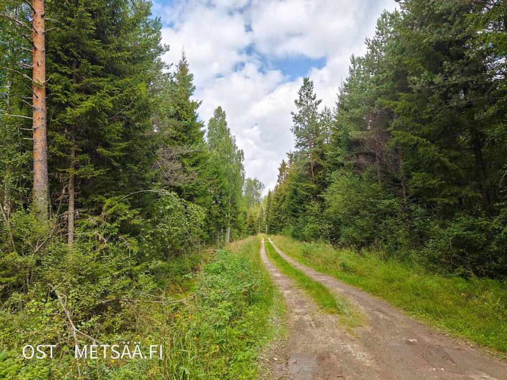 Kapea metsätie kulkemassa havupuuvaltaisen metsän halki
