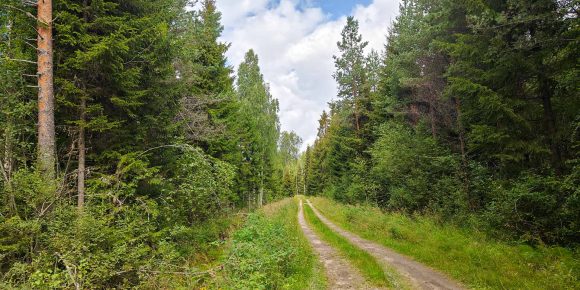 Kapea metsätie kulkemassa havupuuvaltaisen metsän halki