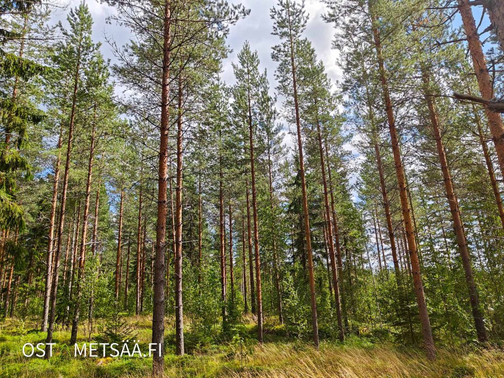 Sekametsää, kuusia ja mäntyjä Pykälikön metsätilalla Keuruulla