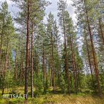 Sekametsää, kuusia ja mäntyjä Pykälikön metsätilalla Keuruulla