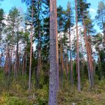 Mäntyvaltaista varttunutta kasvatusmetsää Kolunevan määräalalla, hyväkuntoinen kasvupaikka