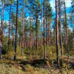 Tasarakenteista, mäntyvaltaista kasvatusmetsää Kihniön Kolunevassa, valoisa kasvupaikka