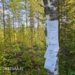 Kohteen tiedot ja kartat kiinnitettynä koivuun Kolunevan palstalla – esite löytyy myös maastosta