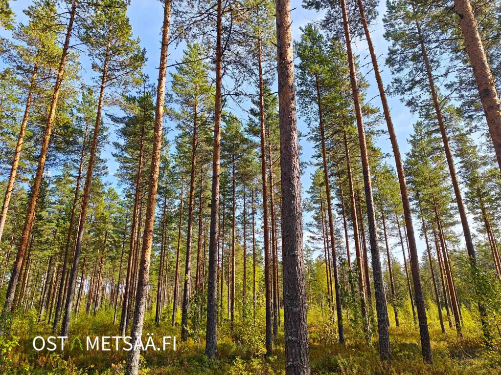 Varttunutta mäntyä ja tasaista maapohjaa – metsäkuva määräalalta Kihniössä