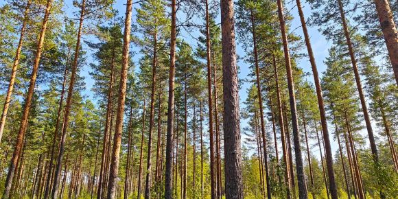 Varttunutta mäntyä ja tasaista maapohjaa – metsäkuva määräalalta Kihniössä