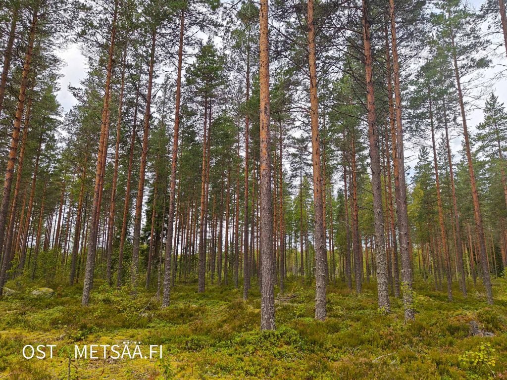 Hyväpuustoista kasvatusmetsää