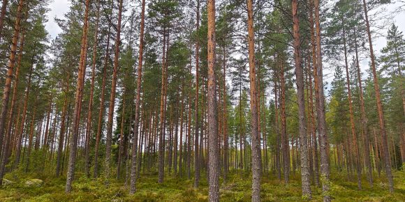 Hyväpuustoista kasvatusmetsää