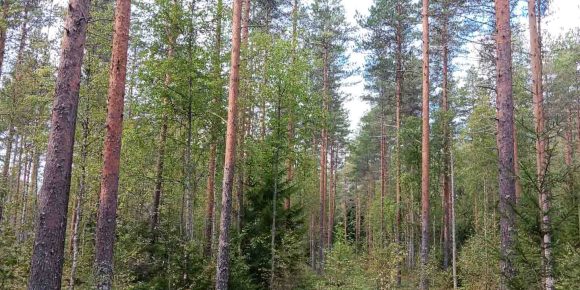 Harvennettu mäntyvaltainen kasvatusmetsä Parkanon Koppelokorvessa