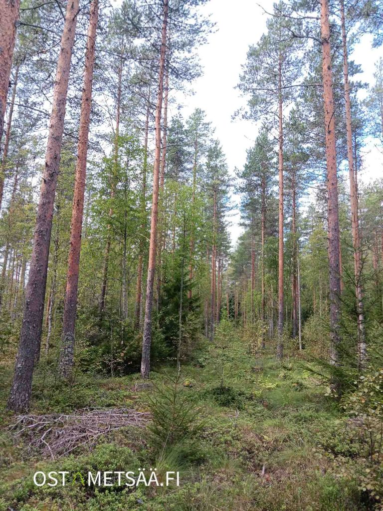 Harvennettu mäntyvaltainen kasvatusmetsä Parkanon Koppelokorvessa
