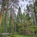 Kuusi- ja koivuvaltainen metsä rehevällä maalla