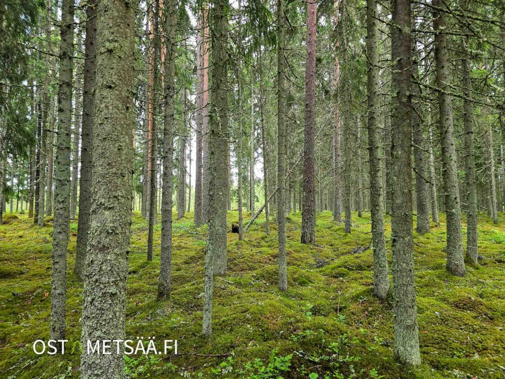 Tasarakenteinen metsäalue, jossa kuusi- ja mäntyvaltaista puustoa
