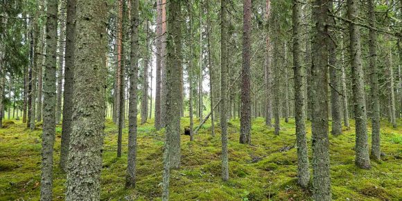 Tasarakenteinen metsäalue, jossa kuusi- ja mäntyvaltaista puustoa