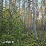 Mäntyvaltaista kasvatusmetsää Talvitienkorven metsäpalstalla Ilmajoella
