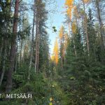 Sekapuustoista varttunutta metsää Ilmajoen Talvitienkorpi-tilalla