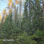 Kuusivaltaista metsää ilta-auringossa Talvitienkorvessa Ilmajoella