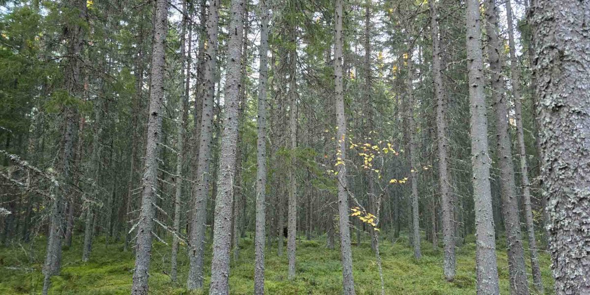 Tiheärunkoista varttunutta kuusimetsää Talvitienkorpi-palstalla Ilmajoki Huissi