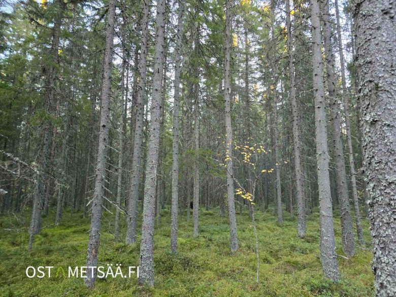 Tiheärunkoista varttunutta kuusimetsää Talvitienkorpi-palstalla Ilmajoki Huissi