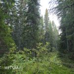 Varjoisaa ja rehevää metsämaastoa Talvitienkorven metsätilalla