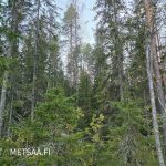 Monipuolista sekametsää Talvitienkorpi-kiinteistöllä Ilmajoella