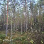 Nuorempaa mäntyvaltaista kasvatusmetsää Talvitienkorpi-tilalla