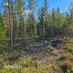 Harvennettu mäntyvaltainen kasvatusmetsä Lapuan metsätilalla