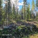 Kivikkoinen kohta harvennettua metsää, näkyvissä kuusta ja mäntyä