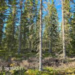 Tiheä kuusivaltainen metsäalue Lapuan Tiistenjoella