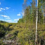 Voimajohtolinja rajoittuu metsätilaan sen länsiosassa